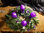 Advent wreath freshly bound purple, gray