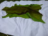 Springbockfell grün gefärbt