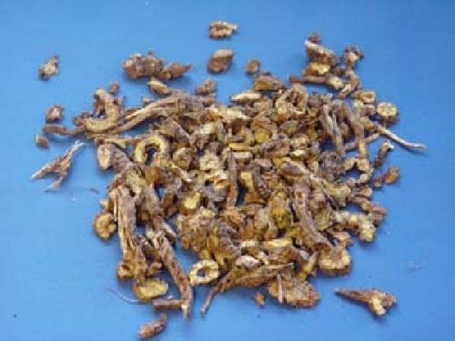 Scutellaria, Radix - Sumpfhelmkrautwurzel - HUANG QIN