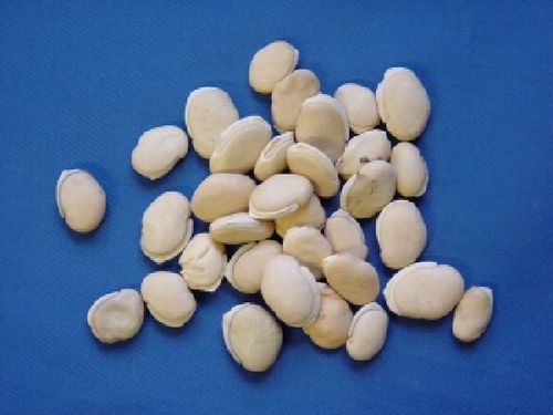 Dolichos, Semen - Hyacinth bean - BAI BIAN DOU