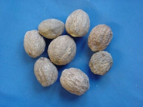Myristica, Semen - Nutmeg Seeds Powder - ROU DOU KOU