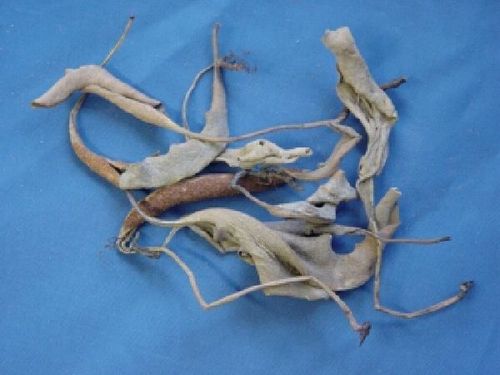 Pyrrosiae, Folium & Herba - Felt Fern Leaf - SHI WEI