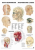Kopfakupunktur, ca. DIN A2, Papier