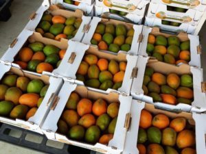 Mangues fraiches Made in Burkina Faso, premier choix et Premiere Qualite