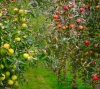 Parfümöl Orchard Fruits 10 g SONDERANGEBOT