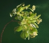 Parfümöl Linden Blossom 10 g
