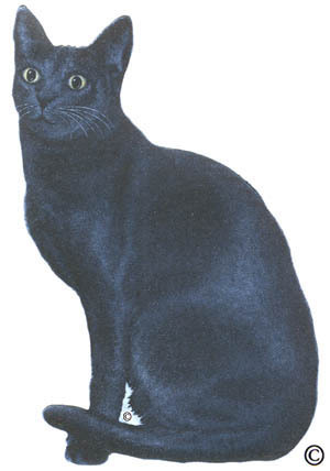 K18 - Blaue Katze
