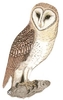 V7 - Barn - Owl