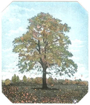 B29 - Tree in Autumn