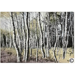 L22 - Birch Trees