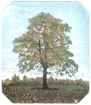 19. Tree in Autumn