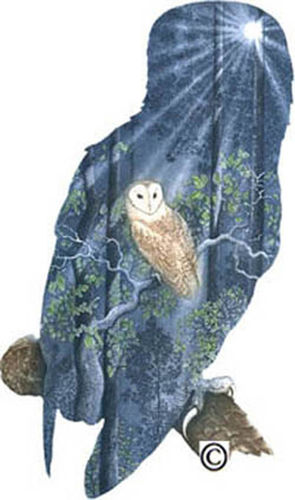 67. Barn Owl