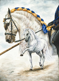 "Gala" Andalusier PRE 50cm x 70cm watercolour