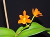 Cattleya aurantiaca Deep Orange