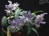 Cattleya x dolosa coerulea MC