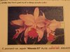 Cattleya jenmanii aquinii var. Miranda 87 AM/AOS