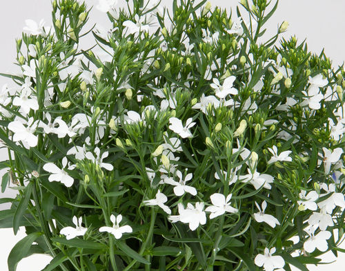 Lobelien in weiß (10 Pflanzen)