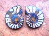 Fossilien - Ammoniten-Paar