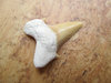 Fossilien - Haifischzahn, klein