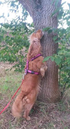 Luna auf der Suche nach Leckerchen im Baum\\n\\n05.11.2016 15:19
