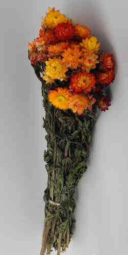 Helichrysum Orangerot