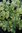Artemisia vulgaris (Goldbeifuß)