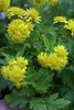 Chrysanthemum nangingense (Nangking-Chrysantheme)