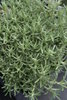 Helichrysum italicum 'Dartington' (Currykraut)