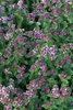 Origanum vulgare ssp vulgare  (Oreganum, Dost)