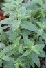 Pycanthemum pilosum (Amerikanische Bergminze)