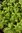Pelargonium cv. 'Charity' (Citrusduftgeranie)