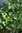 Pelargonium nervosum 'Torento' (Ingwerduftgeranie)