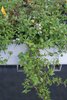 Thymus longicaulis ssp. odoratus (Kaskadenthymian)