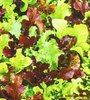 Salat *Baby Leaf* Mix