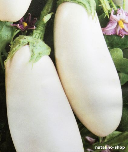 Aubergine *Weiße Lilie*