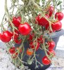 Tomate *Geranium Kiss*