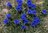 Blauer Enzian winterhart - bildet hübsche, blau blühende Polster im Topf