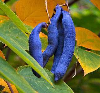 Zierde für Haus & Garten Samen .. Blaugurkenbaum mit essbaren blauen Gurken 