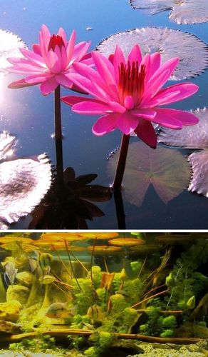 Tropische violette Seerose - Nymphea für das Aquarium ♪ Wasserpflanze ♪ Samen