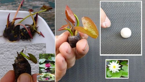 2 Bonsai Seerosen Sortiment preiswerte günstige Aquarienpflanzen Wasserpflanzen