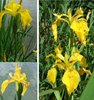 Sumpfiris Gelb Deko für den Garten Gartenteich Dekoration ausgefallene tolle Dekoidee