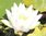 2 weiße Seerosen Schwimmpflanzen Pflanzen für den Gartenteich Teichpflanzen Deko