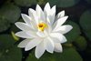 Weiße Seerose Virginalis winterharte Wasserpflanzen für den Teich Teichpflanzen