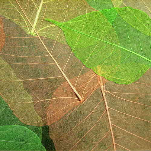 Echte Blätter-Tapete SBL-02 Grün Braun